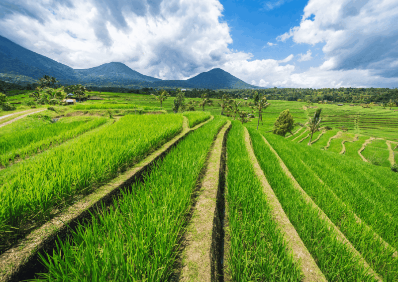 Bali : Jatiluwih Trekking With Breakfast or Lunch - Key Points