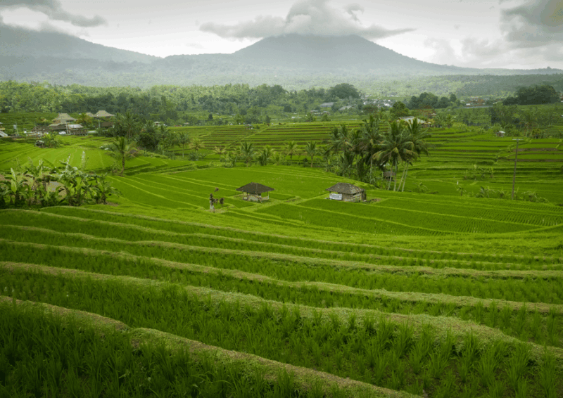 Bali : Jatiluwih Trekking With Breakfast or Lunch - Culinary Experience