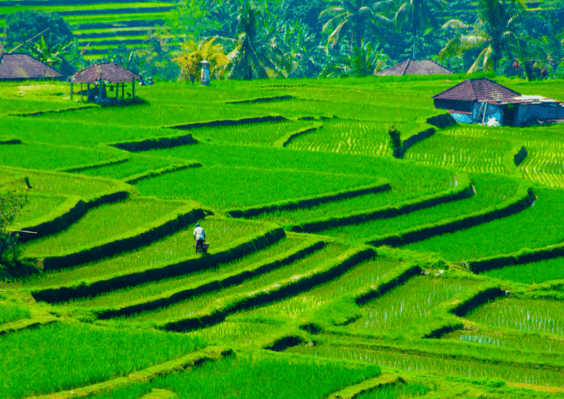 Bali : Jatiluwih Trekking With Breakfast or Lunch - Booking and Cancellation Policy