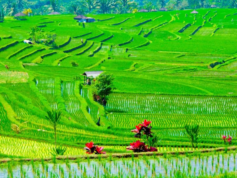 Bali: Jatiluwih UNESCO, Waterfall and Temple Private Tour - What to Bring and Important Information
