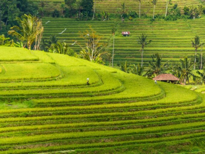 Bali: Jatiluwih UNESCO, Waterfall and Temple Private Tour - Uncover Leke-Leke Waterfall