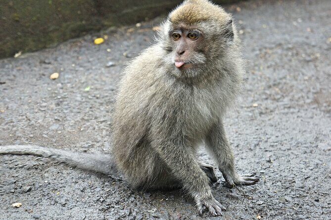 Bali Jungle Adventure: Swing Heaven, Monkey Forest & Temple - The Sum Up