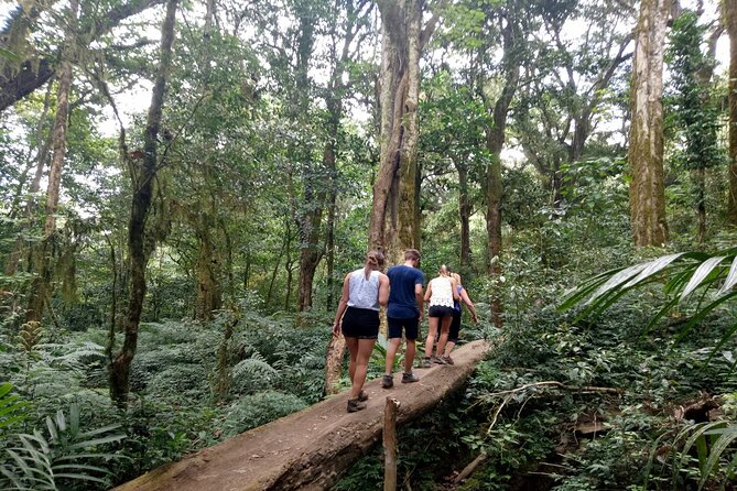 Bali Jungle Escapade: Rainforest and Waterfall Trekking - Pickup and Dropoff
