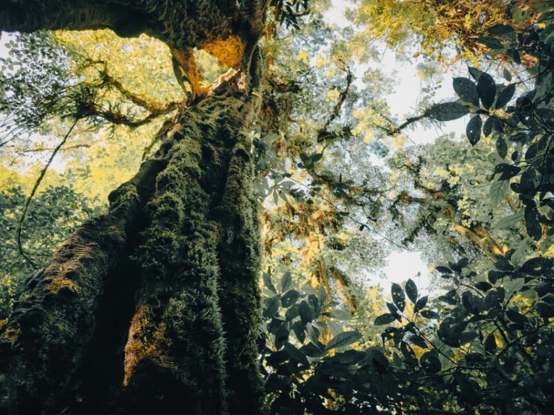 Bali: Jungle Hiking, Canoeing And Waterfall Adventure - Participant Suitability