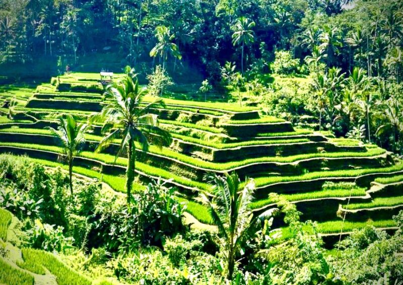 Bali: Kanto Lampo Waterfall, Swing & Monkey Forest Day-Trip - Itinerary and Activities