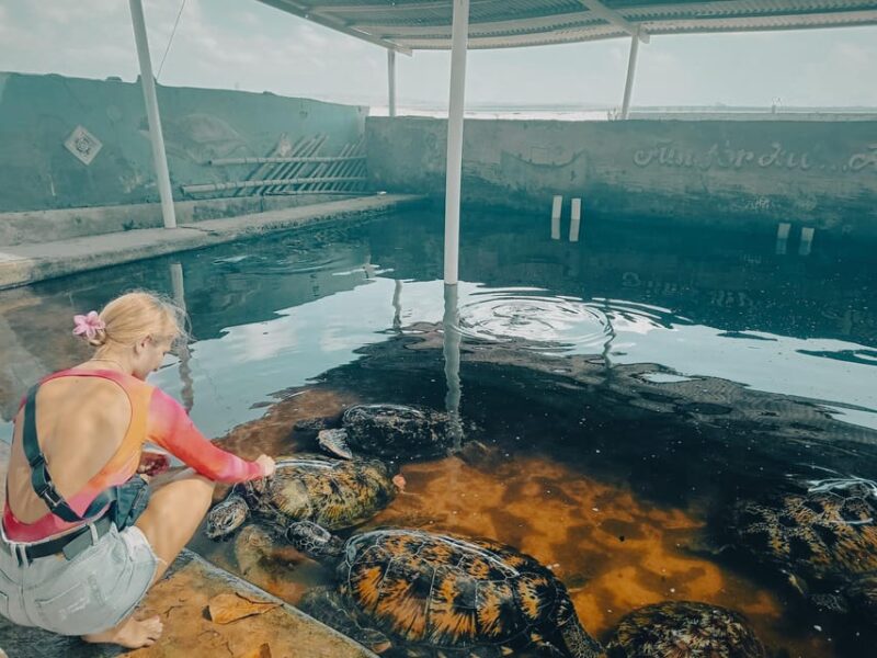 Bali: Kayaking With Mangrove Preserving and Turtle Release - Kayaking in the Mangroves