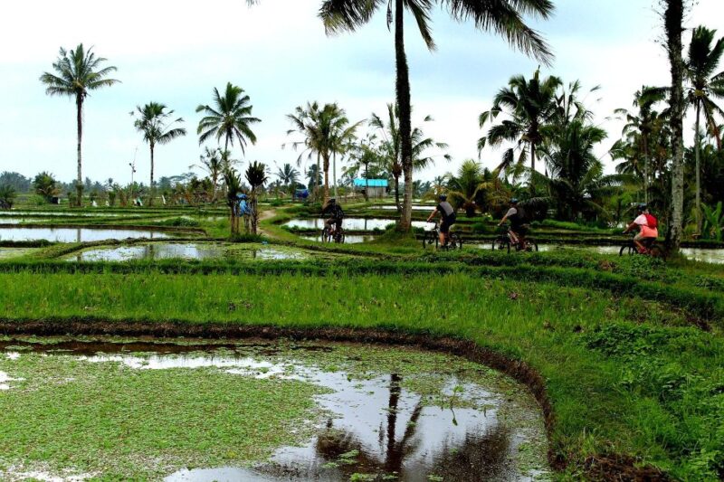 Bali: Kintamani Private Downhill Bike Tour & Rice Fields - Pickup and Drop-off