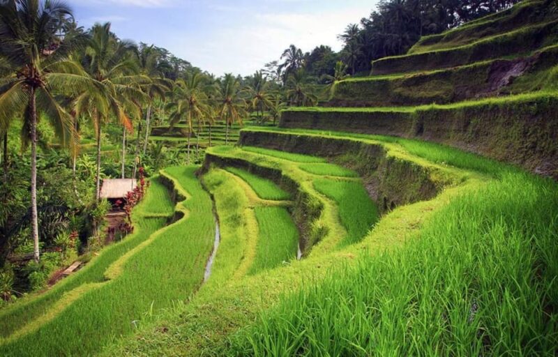 Bali: Kintamani Village, Rice Terraces, and Coffee Tour - Itinerary Highlights