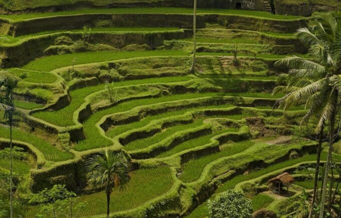 Bali: Kintamani Village, Rice Terraces, and Coffee Tour - Additional Information