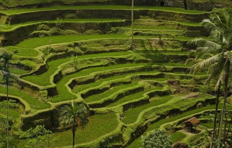 Bali: Kintamani Village, Rice Terraces, and Coffee Tour - Itinerary Highlights