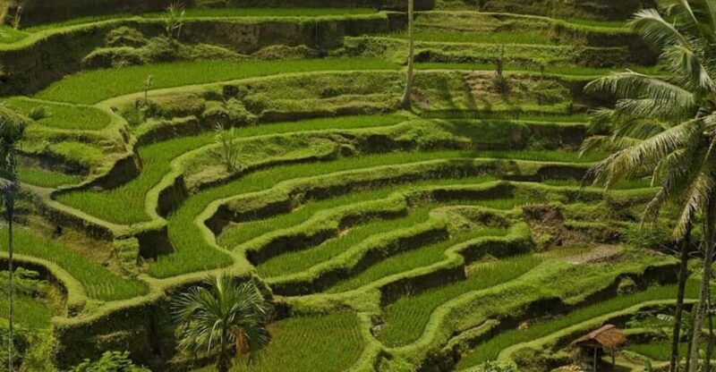 Bali: Kintamani Village, Rice Terraces, and Coffee Tour - Pickup and Drop-off