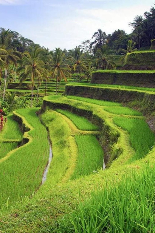 Bali: Kintamani Village, Rice Terraces, and Coffee Tour - Frequently Asked Questions