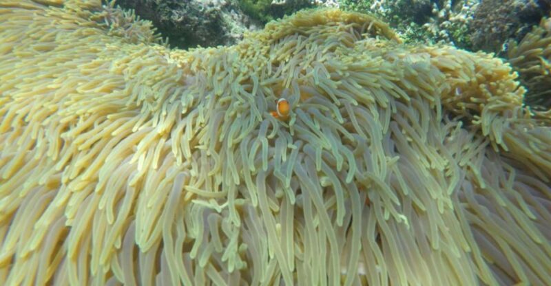 Bali: Labuan Amuk Snorkeling With Lunchbox - Key Points