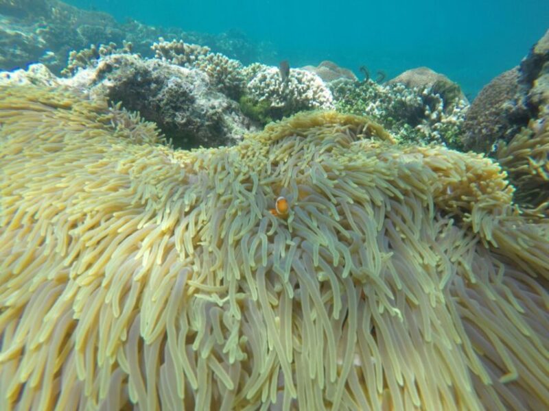 Bali: Labuan Amuk Snorkeling With Lunchbox - Pricing and Cancellation