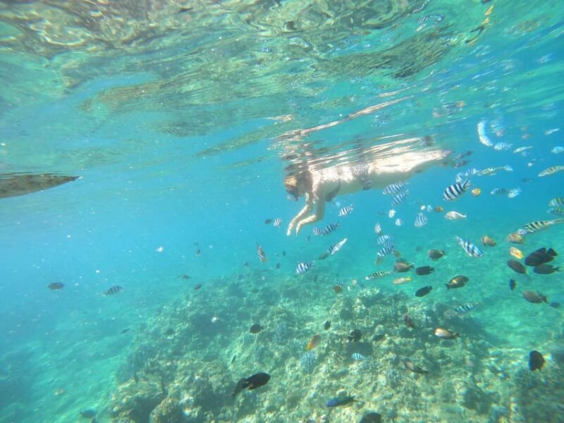 Bali: Lovina Dolphin Adventure With Breakfast and Snorkling. - Key Points