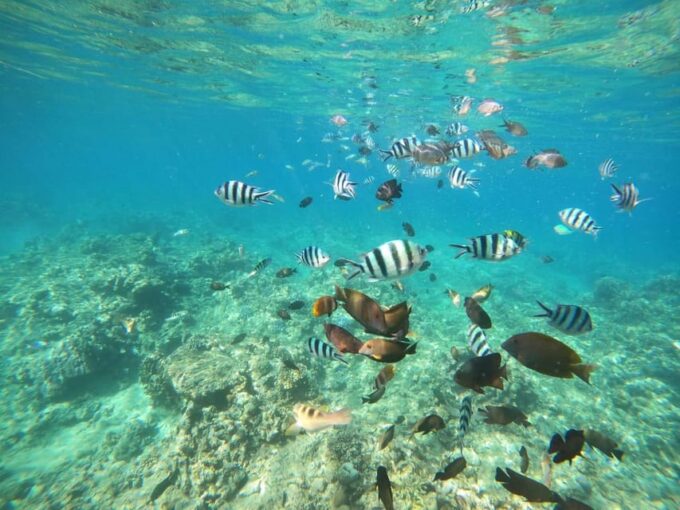 Bali: Lovina Dolphin Adventure With Breakfast and Snorkling. - Availability and Booking