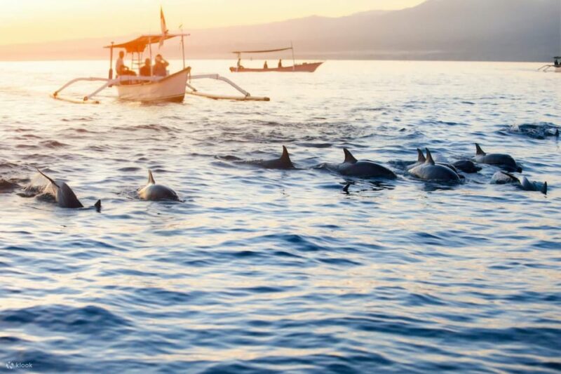 Bali: Lovina Dolphin and North Bali Sightseeing Tour - Important Information