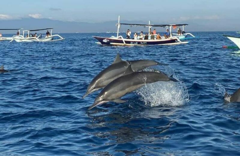 Bali: Lovina Dolphin And Snorkeling With Waterfalls Tours - Key Points