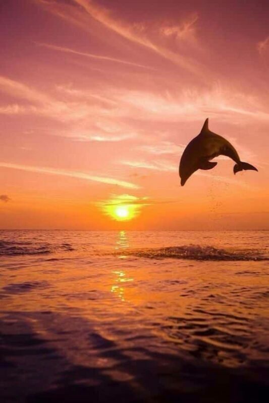 Bali: Lovina Dolphin And Snorkeling With Waterfalls Tours - An In-Depth Look at the Tour Experience