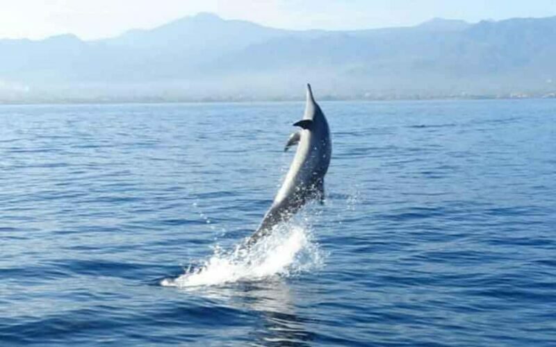 Bali: Lovina Dolphin And Snorkeling With Waterfalls Tours - The Cost and Value