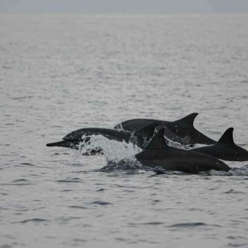 Bali: Lovina Dolphin And Snorkeling With Waterfalls Tours - Practical Tips for Travelers