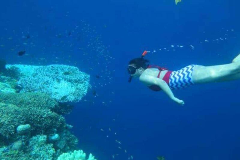 Bali: Lovina Dolphin And Snorkeling With Waterfalls Tours - Who Will Love This Tour?