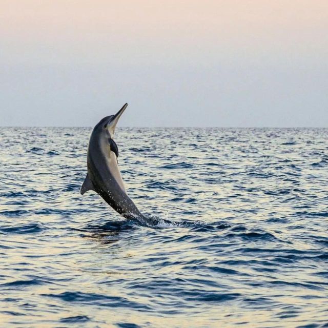 Bali Lovina Dolphin Tour & Watching Sunrise - Experience Highlights