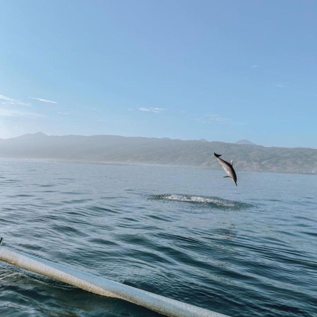 Bali Lovina Dolphin Tour & Watching Sunrise - Important Information