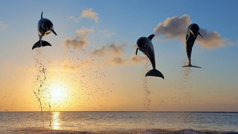 Bali ; Lovina Dolphin Tour Watching,Snorkling,Swim Ticket - Key Points