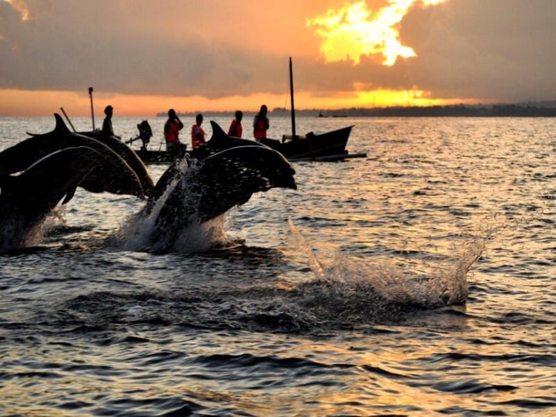 Bali ; Lovina Dolphin Tour Watching,Snorkling,Swim Ticket - Itinerary Highlights