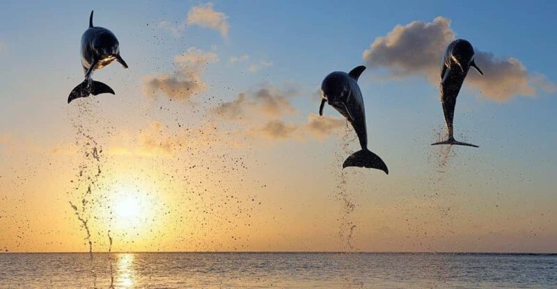 Bali ; Lovina Dolphin Tour Watching,Snorkling,Swim Ticket - Inclusions