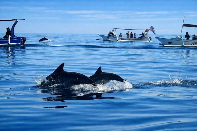Bali/Lovina: Guided Dolphin Watching & Sunrise Boat Snorkel - Key Points