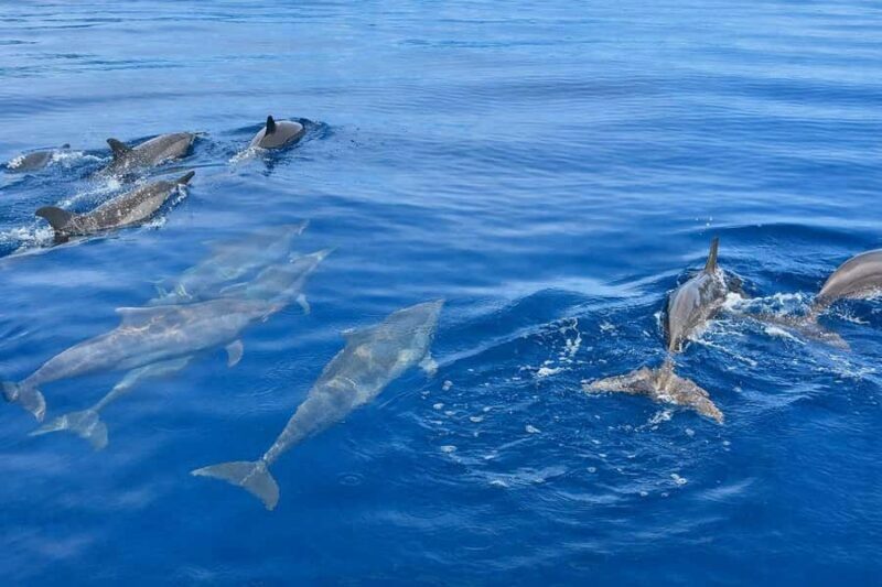 Bali/Lovina: Guided Dolphin Watching & Sunrise Boat Snorkel - Final Thoughts