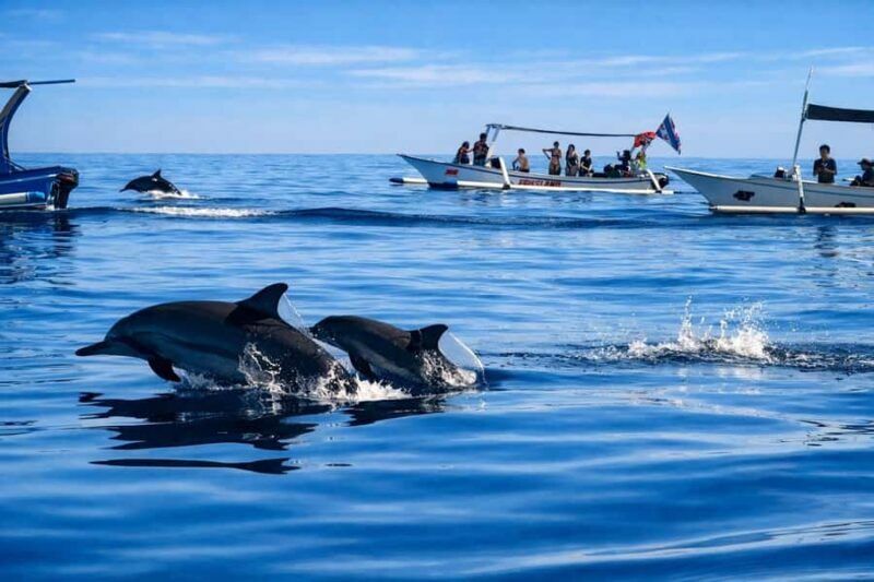 Bali/Lovina: Guided Dolphin Watching & Sunrise Boat Snorkel - FAQ