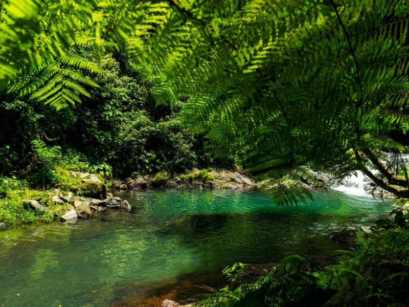 Bali: Lovina Marine Wonders, Dolphin Swim & Snorkeling. - Key Points