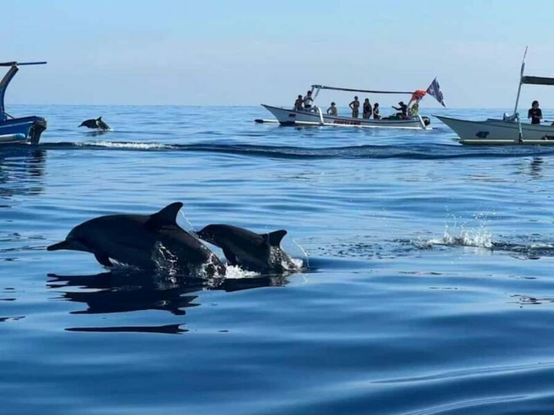 Bali/Lovina: Private or Shared Sunrise Dolphin Snorkel Tour - What to Expect from the Tour