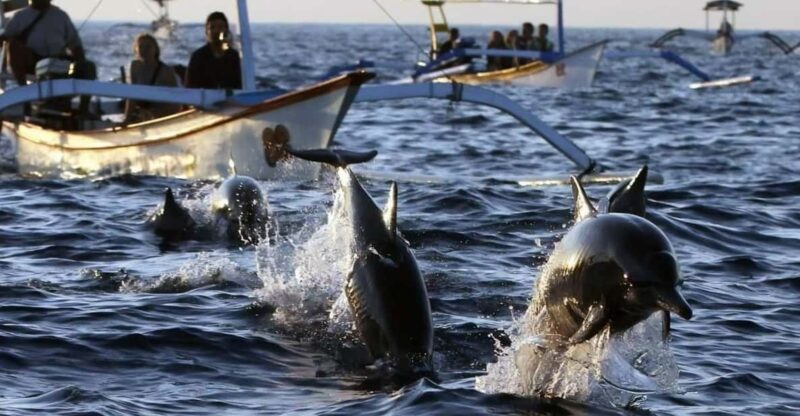 Bali/Lovina: See Dolphin, Hidden Hill, Waterfalls and Lunch - Highlights of the Tour