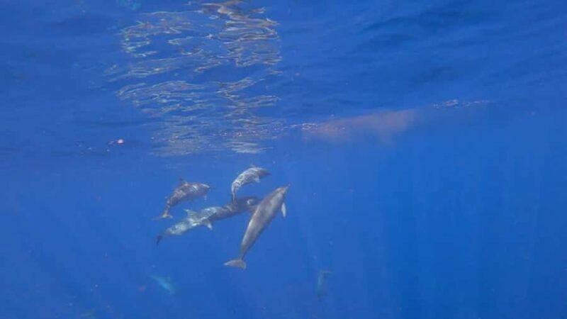 Bali: Lovina Sunrise Dolphin Watching And Snorkeling Tour - Introduction: A Gentle Dive into Bali’s Marine Charm