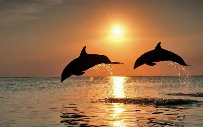 Bali: Lovina Sunrise Dolphin Watching And Snorkeling Tour - The Experience on the Water