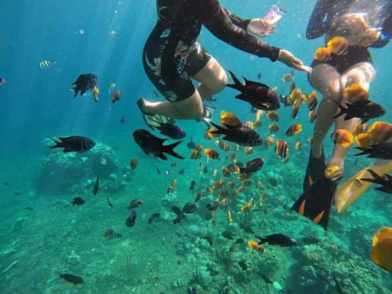 Bali: Lovina Sunrise Dolphin Watching And Snorkeling Tour - FAQ