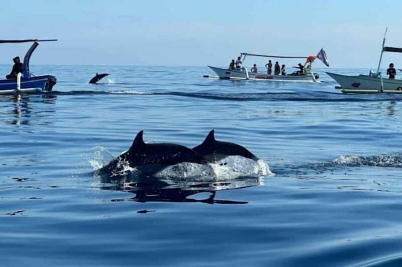 Bali: Lovina Swimming With Dolphine & Snorkeling Tour - Key Points