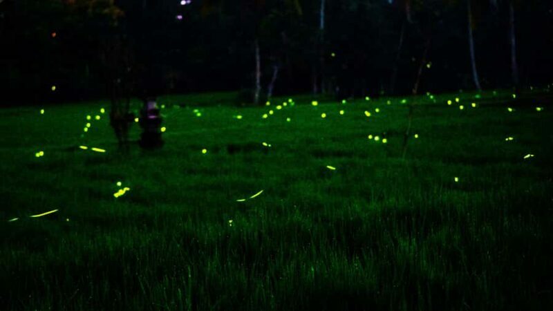 Bali: Magical Night Firefly Tour with Culture Insight - Key Points