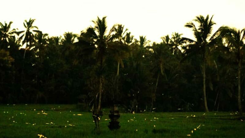 Bali: Magical Night Firefly Tour with Culture Insight - An Authentic Bali Evening: What to Expect