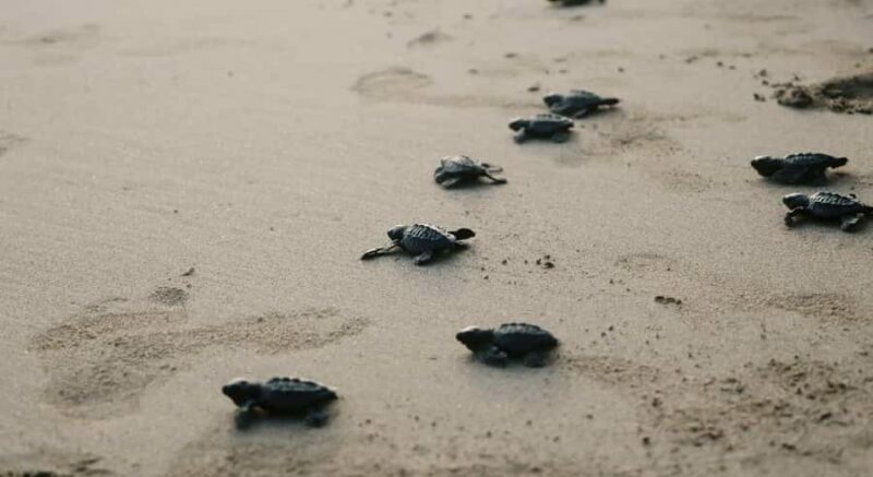 Bali: Melasti Beach, GWK Cultural park, Kecak, Turtle Island - FAQ