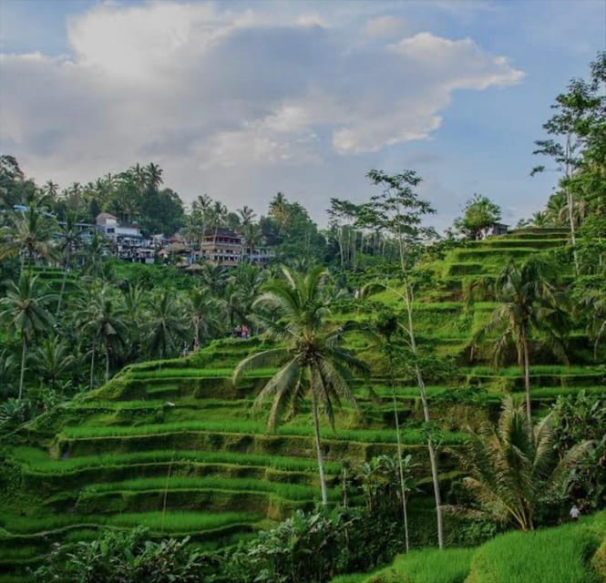 Bali: Monkey Forest, Rice Terrace, Tanah Lot Private Tour - Highlights of the Tour