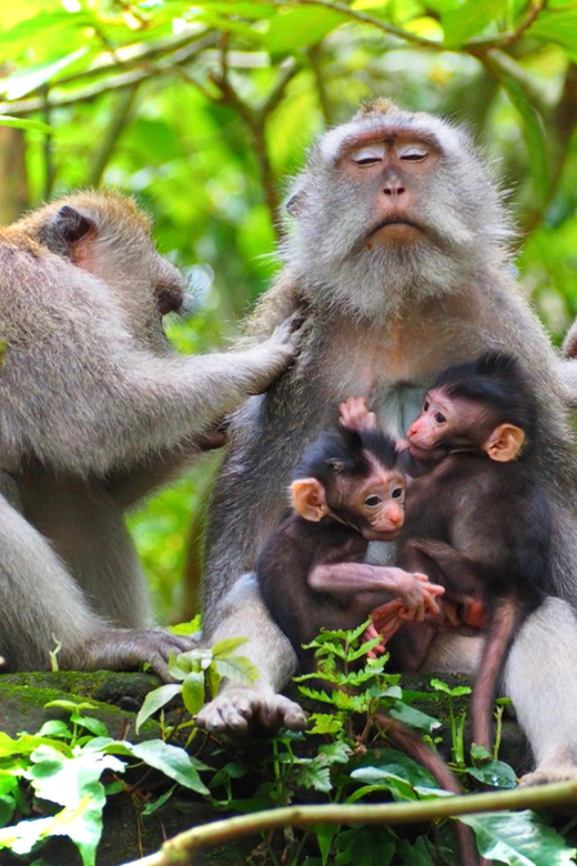 Bali: Monkey Forest, Rice Terraces, Batuan Temple & Waterfal - Key Points