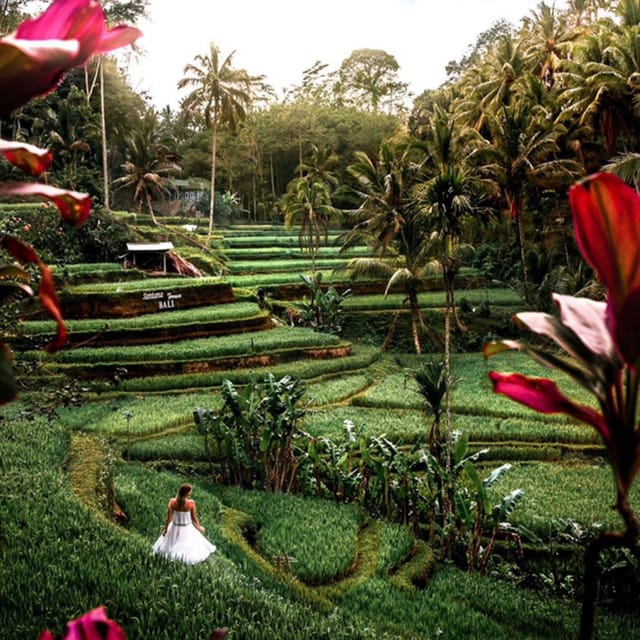Bali: Monkey Forest, Rice Terraces, Batuan Temple & Waterfal - Customer Reviews
