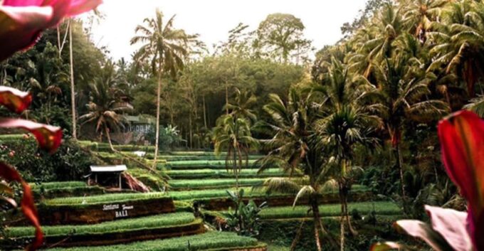 Bali: Monkey Forest, Rice Terraces, Batuan Temple & Waterfal - Tour Logistics