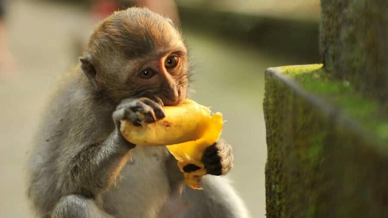 Bali: Monkey Forest, Taman Ayun, Tanah Lot Temple Tour - The Value of This Tour