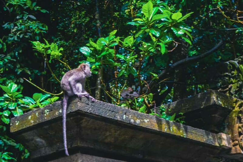 Bali: Monkey Forest, Taman Ayun, Tanah Lot Temple Tour - Final Thoughts: Is It Worth It?